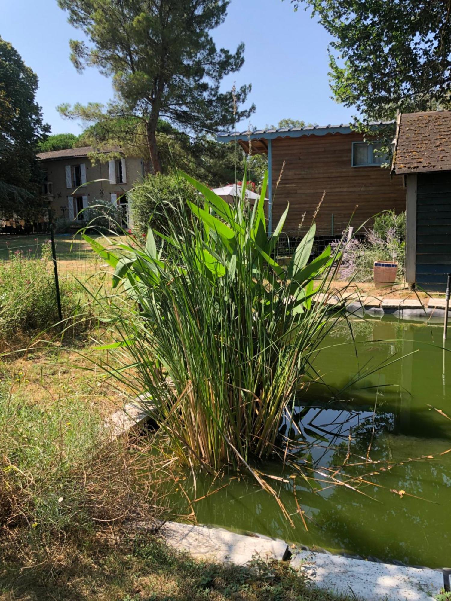 La Bastide De Negra Bed and Breakfast Montesquieu-Lauragais Eksteriør billede